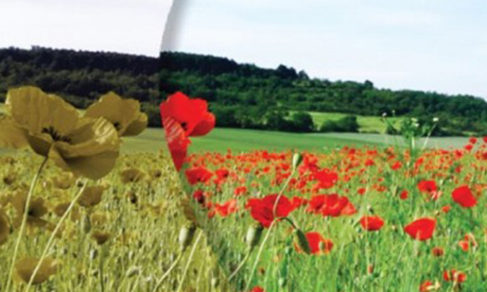 OcchialiDaltoniciCopertina